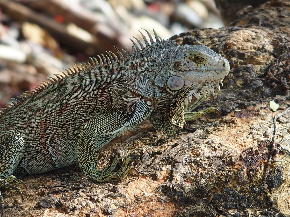 leguan Martinique Fort de France